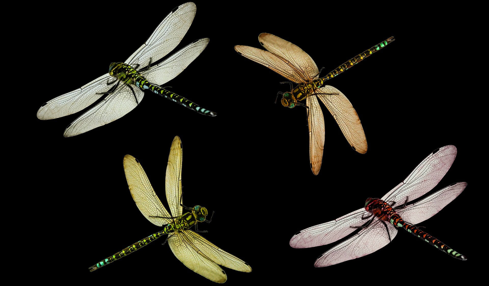 Bait-of-animal-origin-Dragonfly-larvae