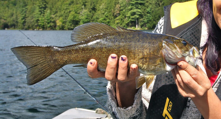 Bass Fishing: Techniques, Bait and Gear