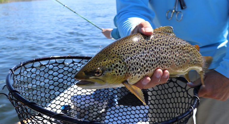 Brown Trout Fishing: Techniques, Bait and Gear
