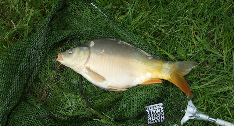 Carp Fishing For Beginners – A Guide To Getting Started