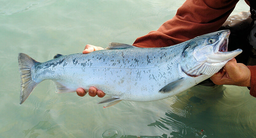 Cherry salmon fishing