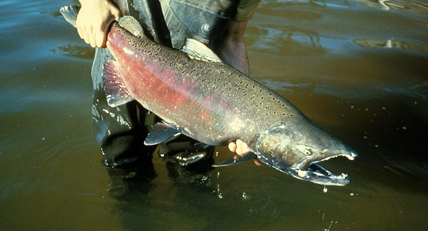 Chinook salmon fishing