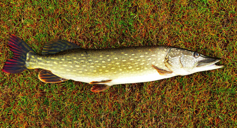 Fishing For Pike With Live Bait