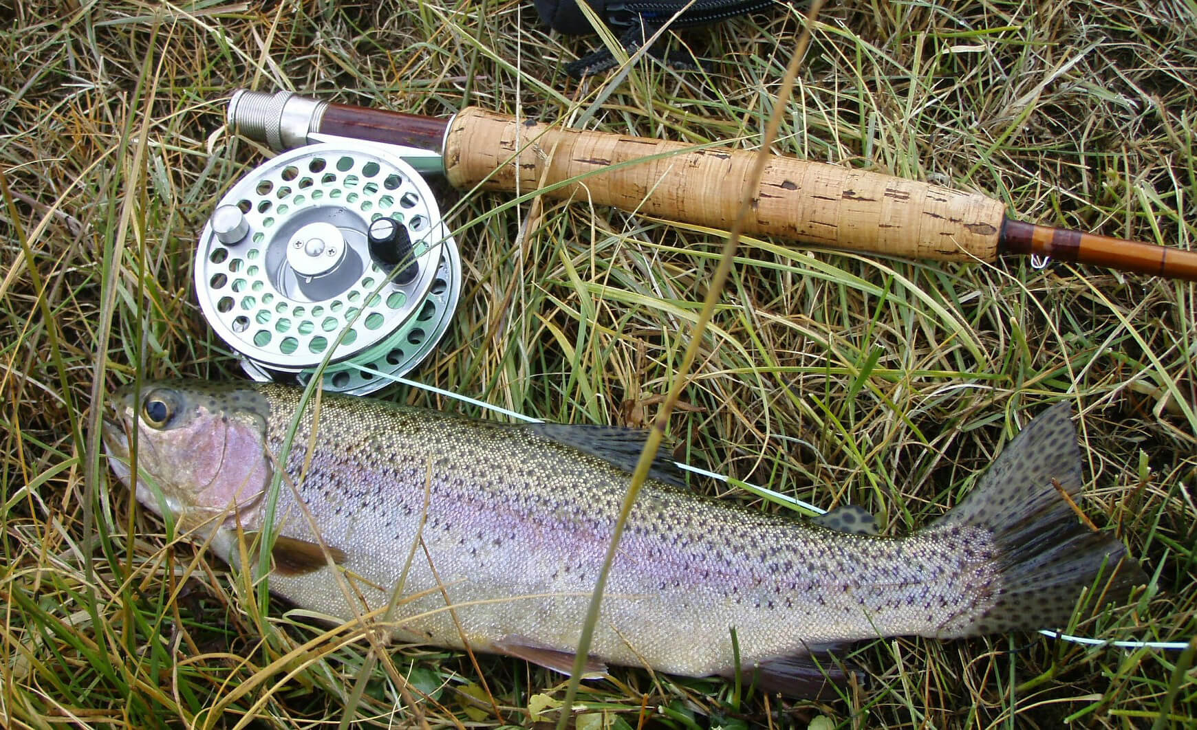 Fly-fishing-for-rainbow-trout