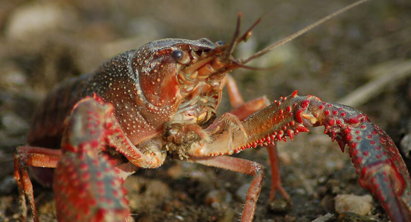 Guide To Catching Crayfish