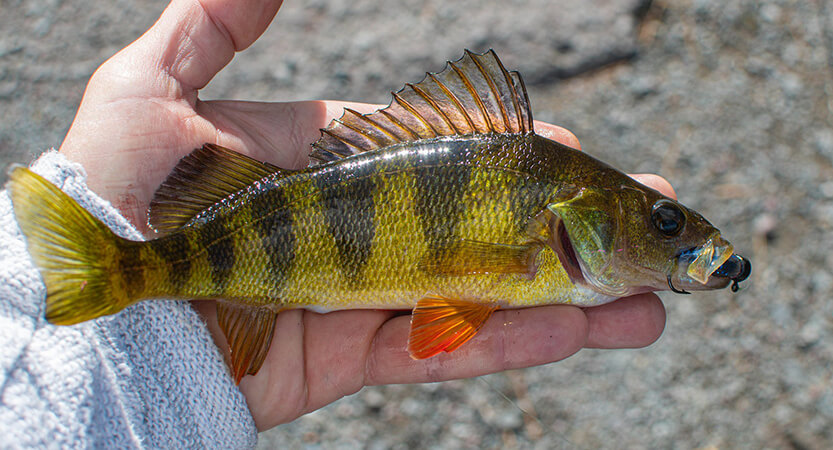 How To Catch Perch