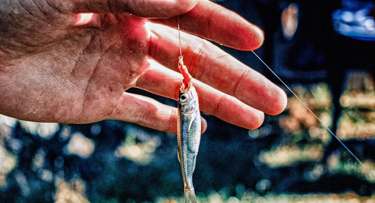 How To Hook Bloodworms