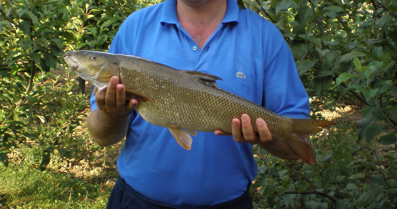 Overview-of-barbel