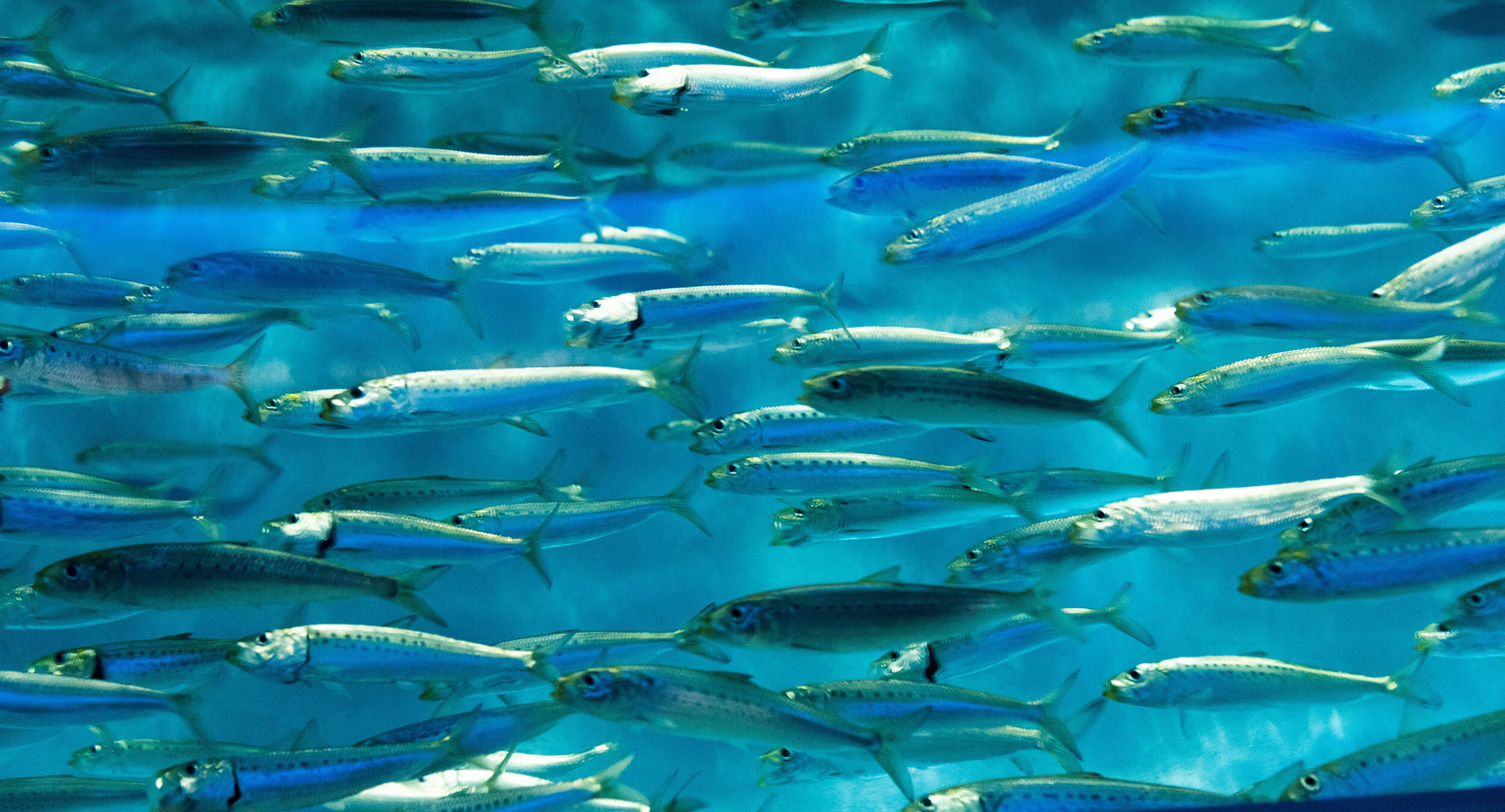 Overview-of-herring