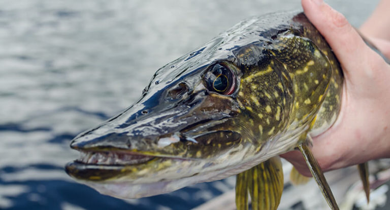Pike Fishing: Techniques, Bait and Gear