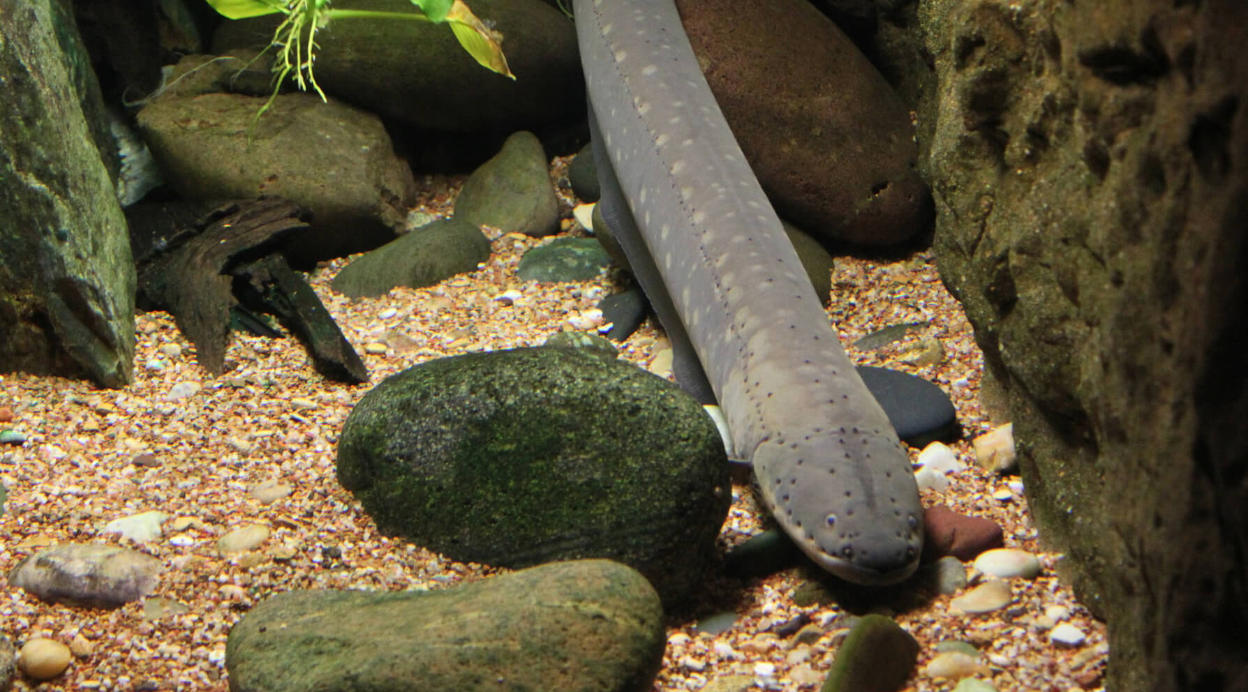 Reproduction-habit-of-european-eel