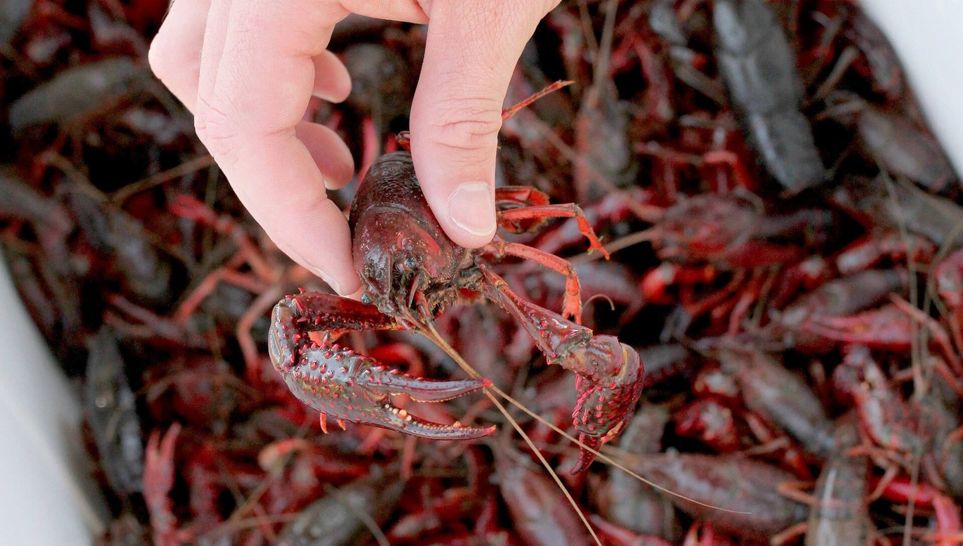 Where-and-when-is-the-best-time-to-hunt-for-crayfish