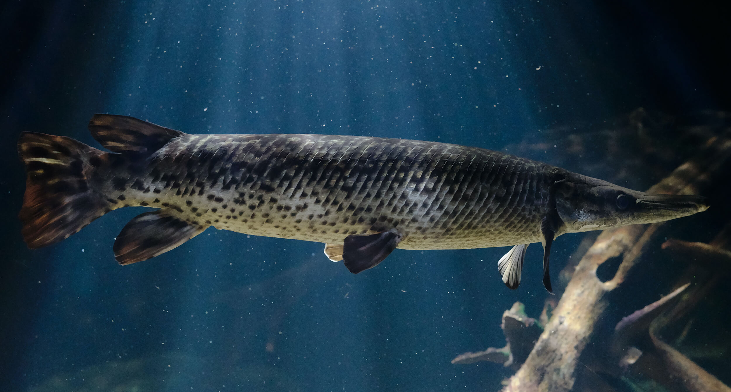 Where-to-look-for-pike