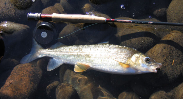 Whitefish Fishing: Techniques, Bait and Gear