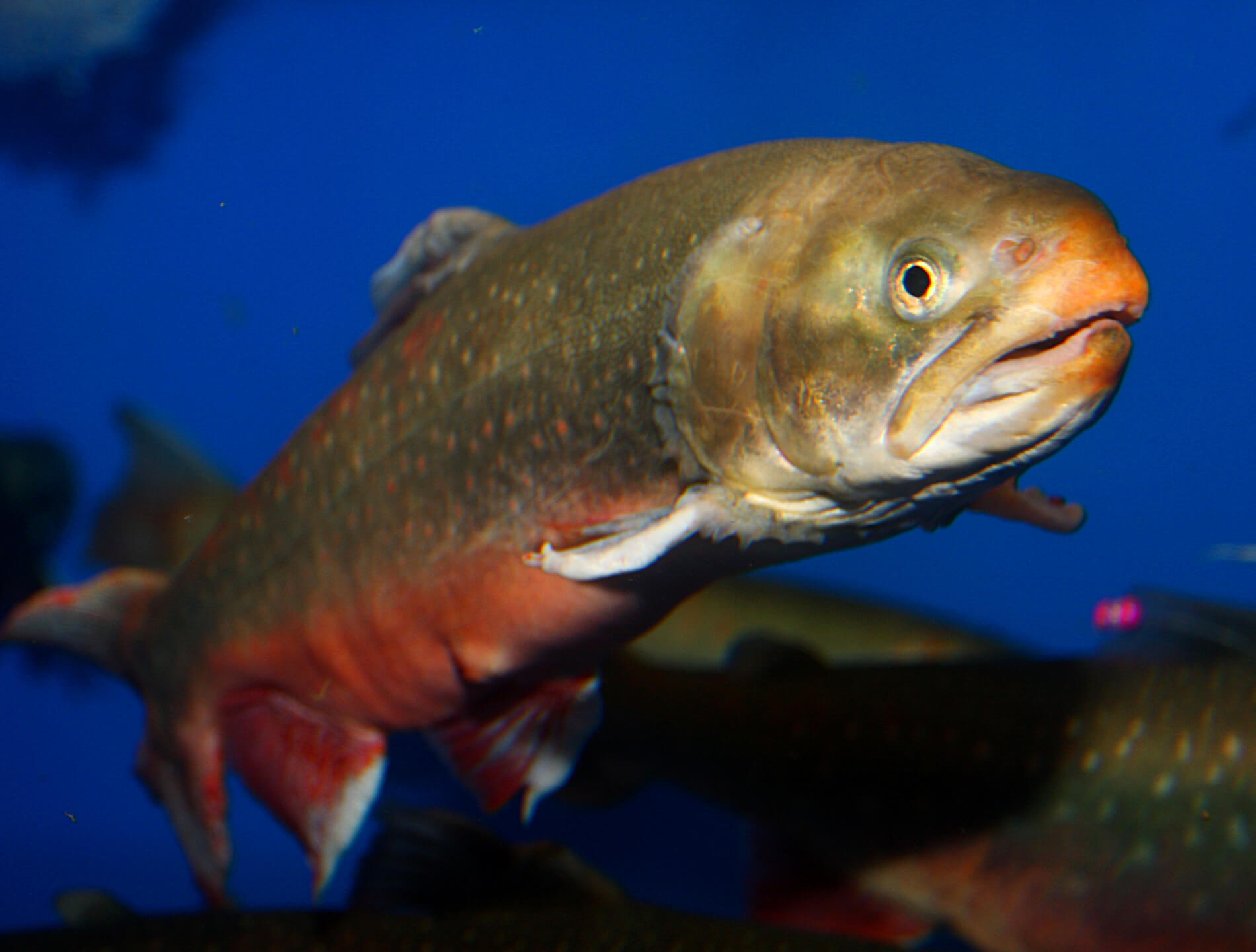 arctic-char-fishing-1