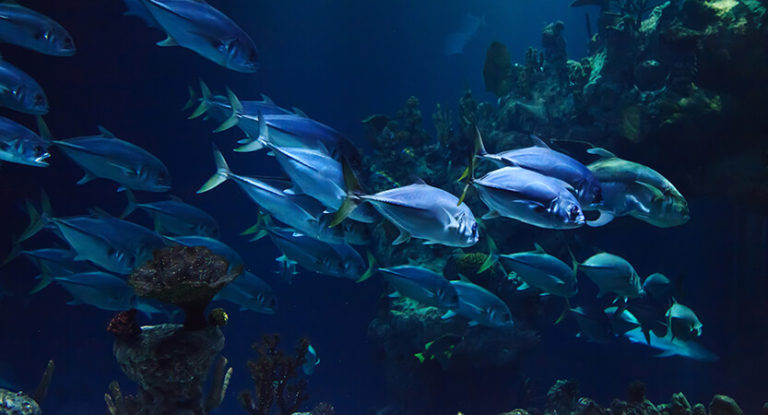 The 7 Best Underwater Fishing Cameras in 2022 (Reviewed)
