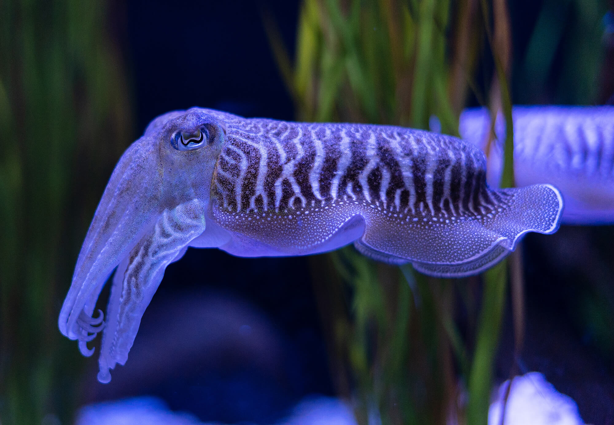 cuttlefish-fishing-1