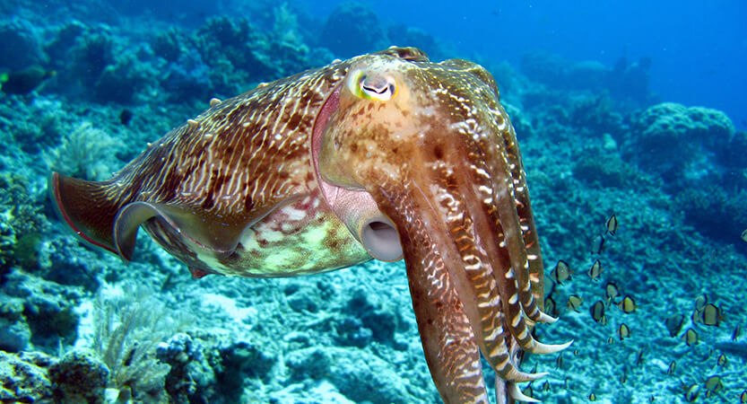 cuttlefish fishing