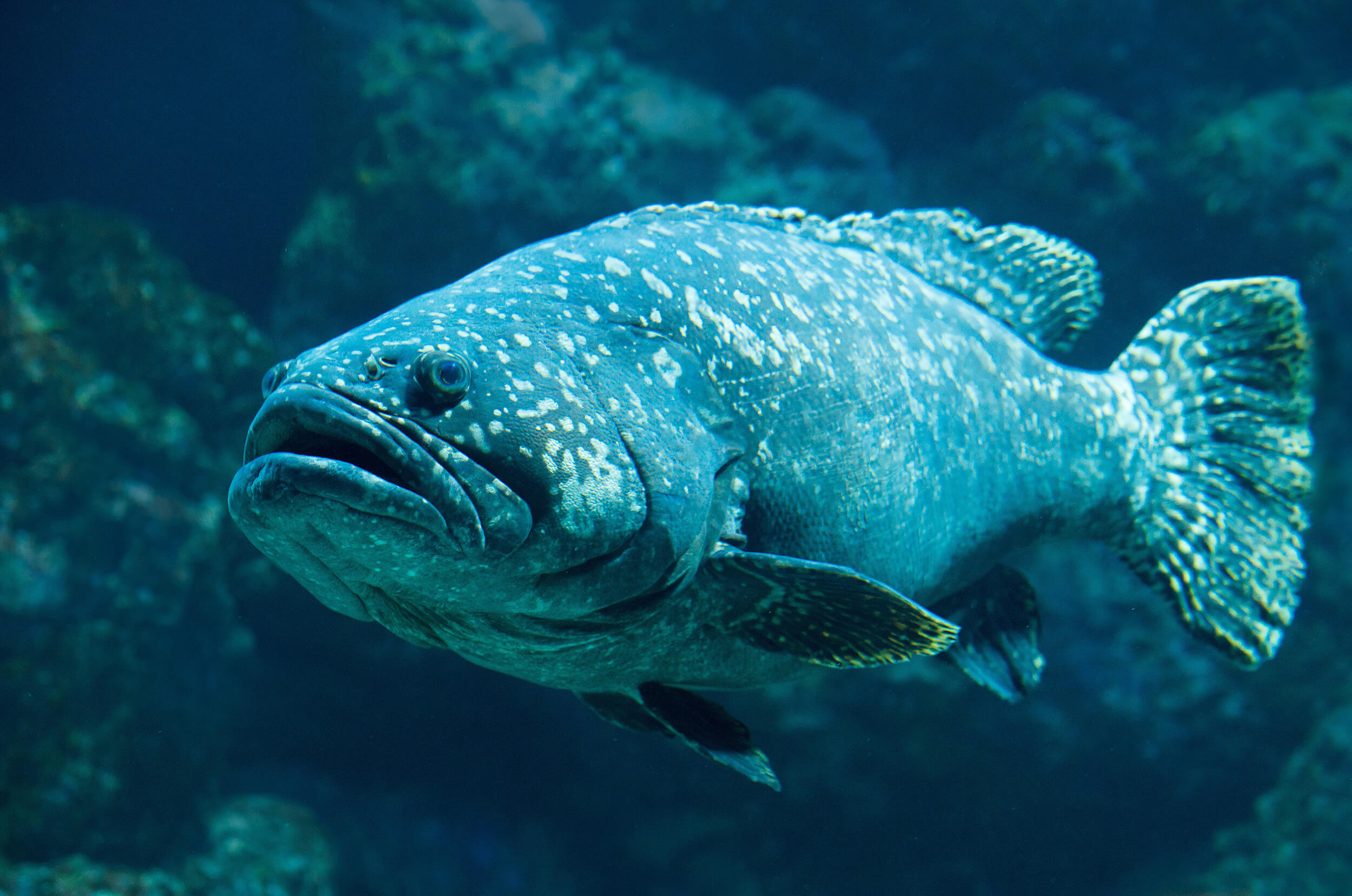 grouper-fishing-1