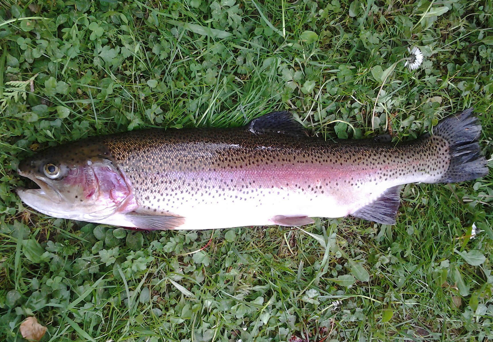 rainbow-trout-fishing-1