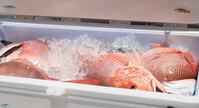Red Snapper Fishing: Techniques, Bait and Gear