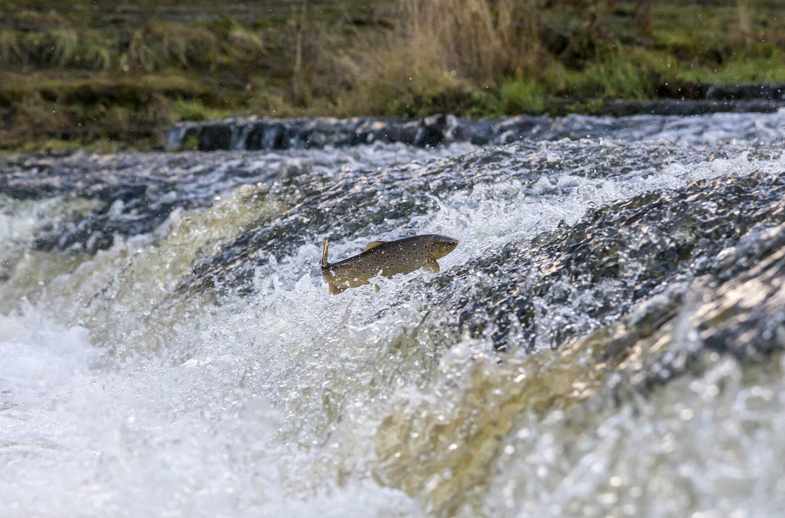 salmon-fishing-2