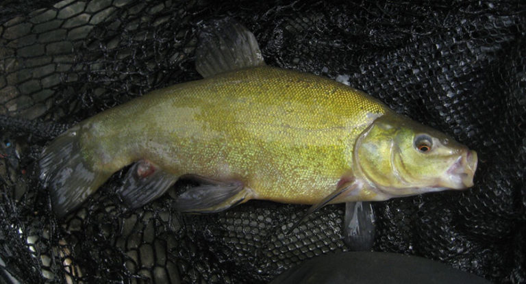 Tench Fishing: Techniques, Bait and Gear